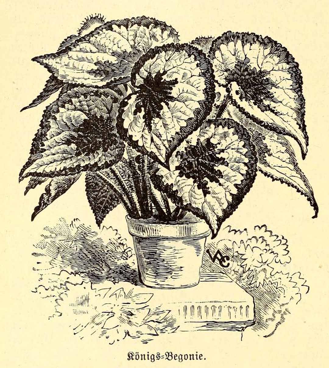 B. ‘Konigs’